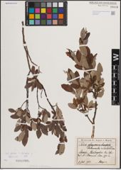 Foto von Salix foetida Schleich. ex DC. x Salix helvetica Vill.